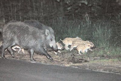  Image name: 43 Cinghiale.jpg 
 width: 400 pixel 
 height: 267 pixel 
 Size: 27311 bytes 
 Click to enlarge 